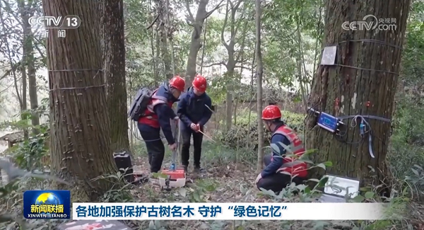 古树名木三维数字化,数字化保护,三维扫描,空地融合,SLAM应用案例,其域L2pro手持扫描仪,天宝耐特,测绘地理信息服务供应商,027-59880803 古树名木三维数字化,数字化保护,三维扫描,空地融合,SLAM应用案例,其域L2pro手持扫描仪,天宝耐特,测绘地理信息服务供应商,027-59880803